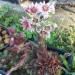 Perene: Sempervivum arachnoideum Red Cobwebs, slika2